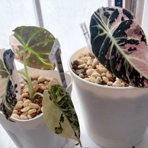 アロカシア・ブラックベルベット,アロカシアブラックベルベット・ピンク斑入り,観葉植物,成長記録,着生植物の画像