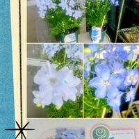 デルフィニウム,東向ベランダの画像