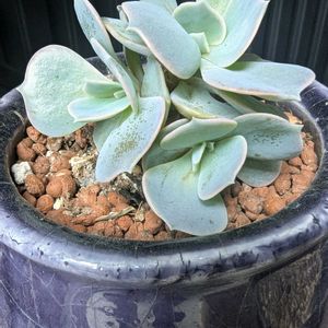 多肉植物,テラスの画像