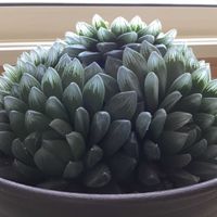 ハオルチア シンビフォルミス,多肉植物,ハオルチア属,窓辺の画像