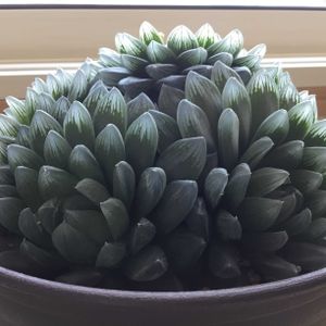 ハオルチア シンビフォルミス,多肉植物,ハオルチア属,窓辺の画像