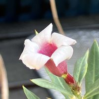パキポディウム,パキポディウム・ビスピノーサム,多肉植物,塊根植物,コーデックスの画像