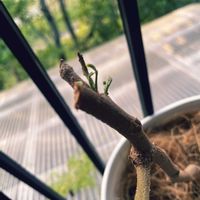 エバーフレッシュ,エバー・フレッシュ,観葉植物の画像