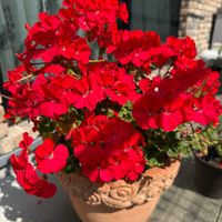ゼラニウム,花のある暮らし,緑のある暮らしの画像