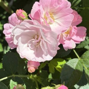 つるバラ 群舞,鉢植え,かわいい♡,大好きな薔薇♡,咲きました ♪の画像
