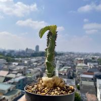 ユーフォルビア,ユーフォルビア　マグニフィカの画像
