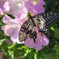 カルミア,ペチュニア,ラナンキュラス　ラックス,ペチュニアさくらさくら,花のある暮らしの画像