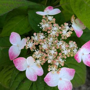 紫陽花,癒し,季節の花,美しい,季節を楽しむの画像