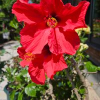 ハイビスカス,花のある暮らし,ばら バラ 薔薇,チーム福岡,おうち園芸の画像