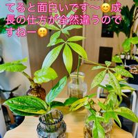 パキラ,モンステラ,フィカス　ウンベラータ,フィロデンドロン,フィカスの画像