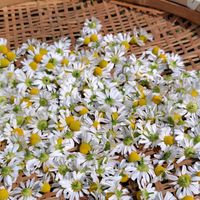カモミール,ハーブ,白い花,家庭菜園,畑の画像