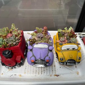 寄せ植え,多肉植物,植物のある暮らしの画像
