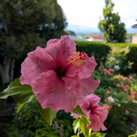 ハイビスカス,バラ（薔薇）,新緑の庭で,嬉しい❤️,バラ・ミニ薔薇の画像