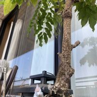 箱庭,多肉寄植え,藤 盆栽,癒し,多肉のある暮らしの画像