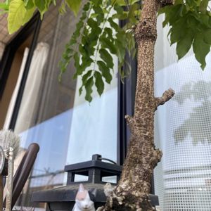 箱庭,多肉寄植え,藤 盆栽,癒し,多肉のある暮らしの画像