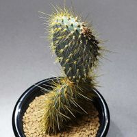 サボテン,団扇サボテン,ガラパゴスウチワサボテン, オプンチア,多肉植物の画像