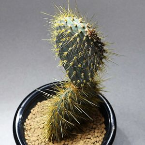 サボテン,団扇サボテン,ガラパゴスウチワサボテン, オプンチア,多肉植物の画像