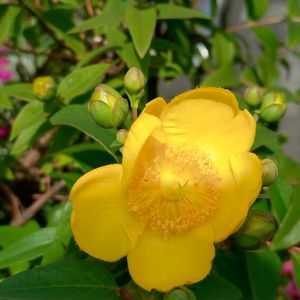 小さな花壇,花盛り,ド真ん中の日,16日はイエローの日,毎月16日は色の日の画像