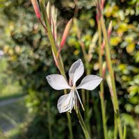 ガウラ,ガウラ(白蝶草),白蝶草(はくちょうそう)  ガウラ,白いお花,天草市の画像