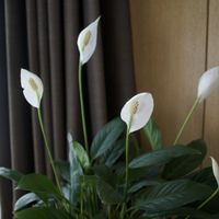 スパティフィラム,観葉植物,DAISO,グリーン！グリーン！グリーン！,観葉植物のある暮らしの画像