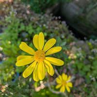 ユリオプスデージー,黄色いお花,天草市,家庭園芸,季節の花便りの画像