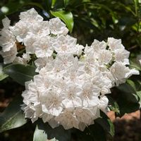 カンガルーポー,アメリカシャクナゲ(カルミア),季節の花,神代植物公園,カルミア♪の画像