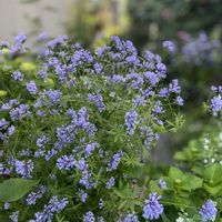 バラ,薔薇,マイガーデン,つるバラ,手作りの庭の画像