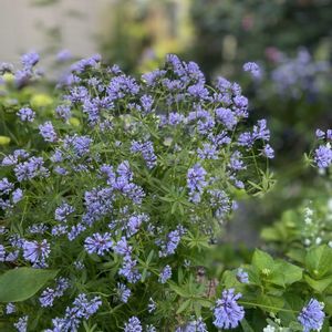 バラ,薔薇,マイガーデン,つるバラ,手作りの庭の画像