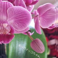 ミニ胡蝶蘭,GS6年生,うちの個の画像
