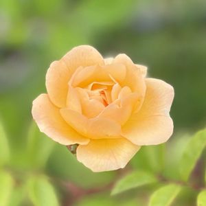 薔薇 ギスレーヌ･デ･フェリゴンド,ガーデニング,花のある暮らし,ナチュラルスタイル,薔薇のある暮らし♡の画像