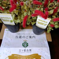 キャットテール,花のある暮らし,PR,ミッチの会,三ツ星品質モニターの画像