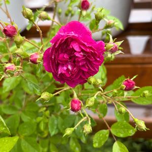 ガーデニング,花のある暮らし,ナチュラルスタイル,薔薇のある暮らし♡,おうち園芸の画像