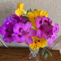ゼラニウム,ナスタチウム,ハーブ,黄色い花,紫の花の画像