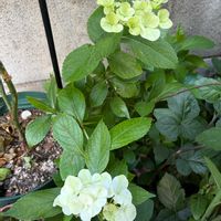 イモカタバミ,ユウゲショウ,矢車菊(やぐるまぎく),ラグランジア　シャンデリーニ,PWラグランジア　シャンデリーニの画像