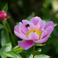 マーガレット,芍薬,スーパーアリッサム,ソレミオの画像