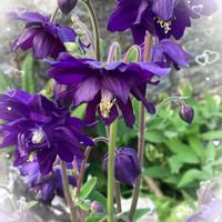 オダマキ,西洋オダマキ,オダマキ ブラックバロー,花のある暮らし,青い花マニアの画像