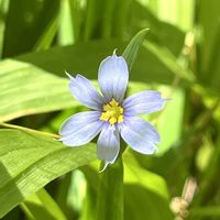 ノリウツギ,ルリニワゼキショウ,京都府立植物園,植物生態園の画像