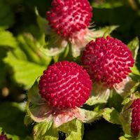ヘビイチゴ,ムシトリスミレ,メアリーローズ,ばら バラ 薔薇,北山緑化植物園の画像