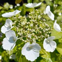 鉢植え,ピンク,癒し…♡,かわいらしい,おうち園芸の画像