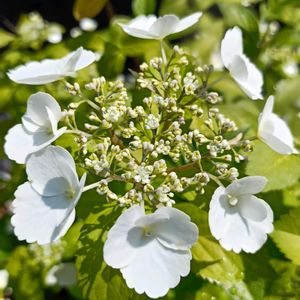 鉢植え,ピンク,癒し…♡,かわいらしい,おうち園芸の画像