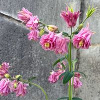 オダマキ,オダマキ・ピンクペチコート,植物のある暮らし,ほしつながり,たいせつななかま♡の画像