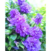クレマチス,クレマチス,クレマチス キリテカナワ,花のある暮らし,玄関アプローチの画像