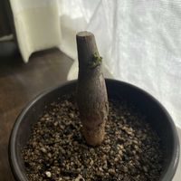 パキラの画像