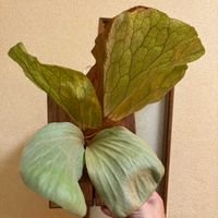 Platycerium elephantotis,子株,植中毒, コウモリラン ,太陽が恋しいの画像
