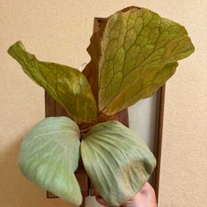 Platycerium elephantotis,子株,植中毒, コウモリラン ,太陽が恋しいの画像