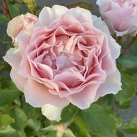 バラ,ローブデコルテ,ロサオリエンティス,ばら バラ 薔薇,鉢植えのバラの画像