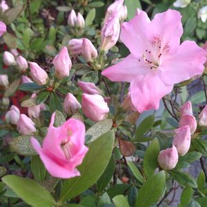 鉢植え,ガーデニング,散策,植え込み,松尾芭蕉の画像