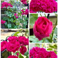 ミニバラ,ピンクローズ,花のある暮らし,植物と暮らす,嬉しいの画像