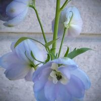 デルフィ二ウム,花のある暮らし♡,おうち園芸,チーム・ブルー,チーム・ブルーNo.120の画像