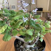 プレクトランサス エルンスティ,塊根植物の画像
